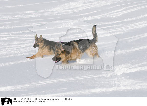 Deutsche Schferhunde im Schnee / German Shepherds in snow / THA-01039