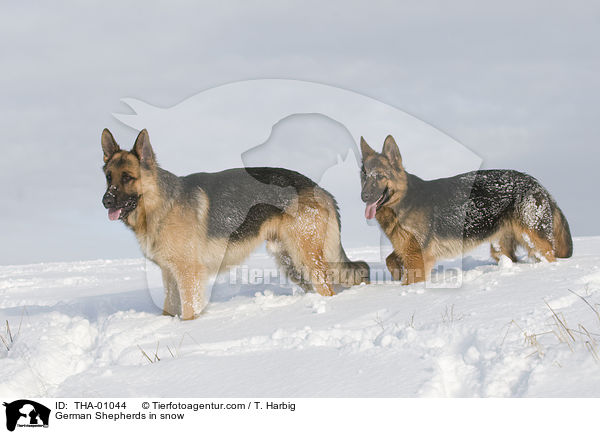 Deutsche Schferhunde im Schnee / German Shepherds in snow / THA-01044