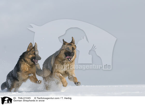 Deutsche Schferhunde im Schnee / German Shepherds in snow / THA-01045