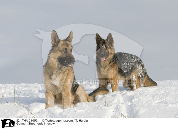 Deutsche Schferhunde im Schnee / German Shepherds in snow / THA-01050