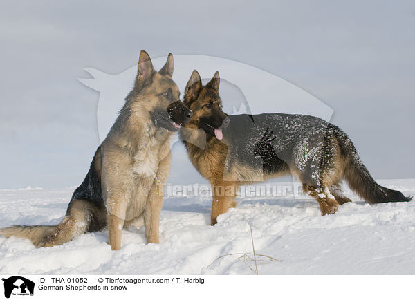Deutsche Schferhunde im Schnee / German Shepherds in snow / THA-01052