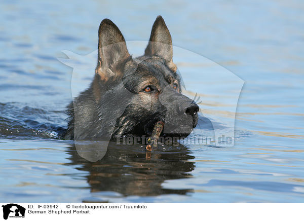 Deutscher Schferhund Portrait / German Shepherd Portrait / IF-03942