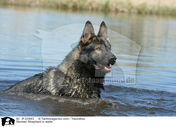 Deutscher Schferhund im Wasser / German Shepherd in water / IF-03943