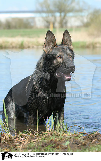 Deutscher Schferhund im Wasser / German Shepherd in water / IF-03945