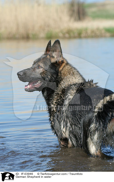 Deutscher Schferhund im Wasser / German Shepherd in water / IF-03946