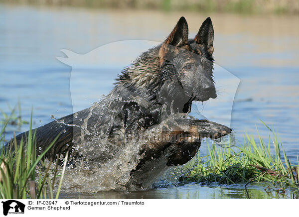 Deutscher Schferhund / German Shepherd / IF-03947