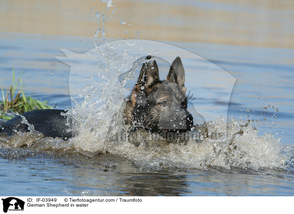 Deutscher Schferhund im Wasser / German Shepherd in water / IF-03949