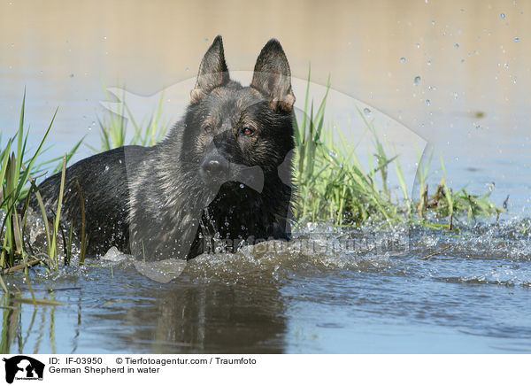 Deutscher Schferhund im Wasser / German Shepherd in water / IF-03950