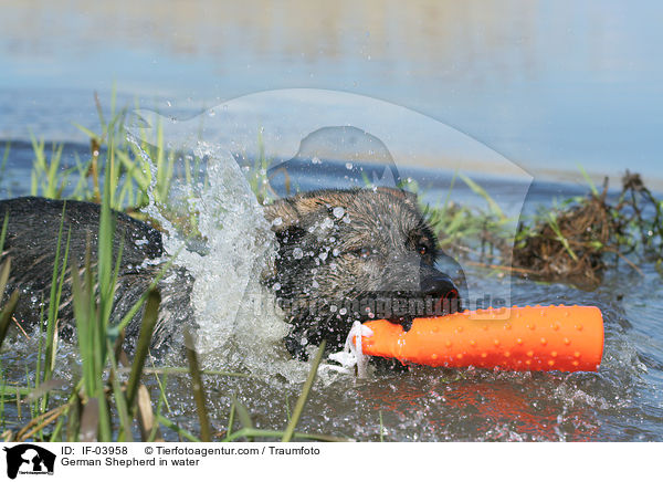 Deutscher Schferhund im Wasser / German Shepherd in water / IF-03958