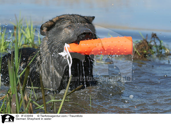 Deutscher Schferhund im Wasser / German Shepherd in water / IF-03959