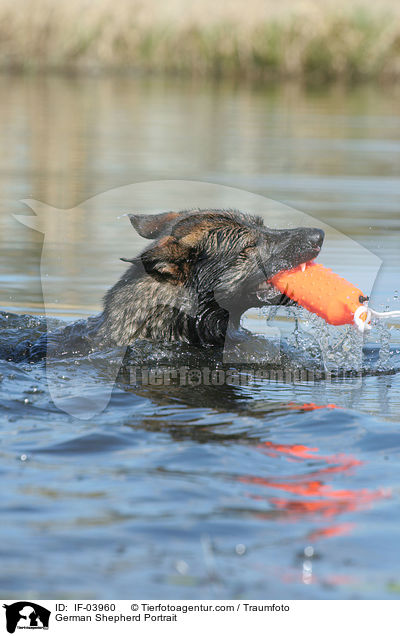 Deutscher Schferhund Portrait / German Shepherd Portrait / IF-03960