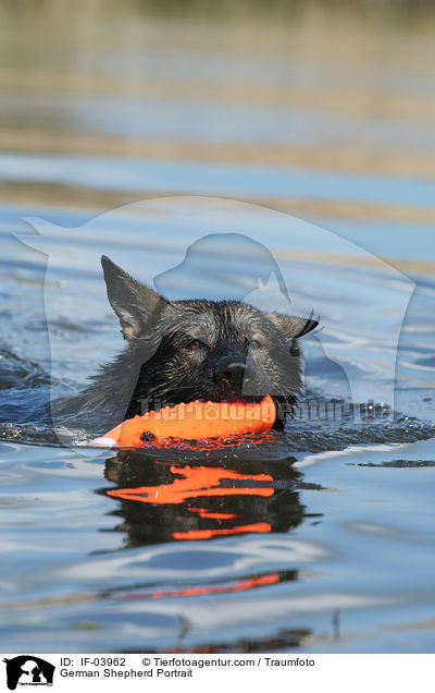 Deutscher Schferhund Portrait / German Shepherd Portrait / IF-03962