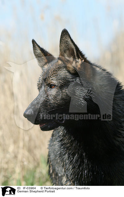 Deutscher Schferhund Portrait / German Shepherd Portrait / IF-03964