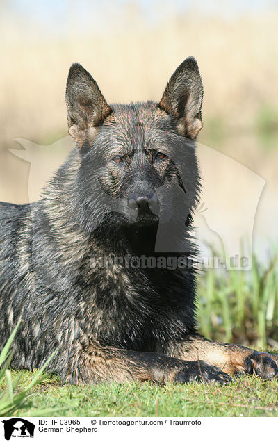 Deutscher Schferhund / German Shepherd / IF-03965