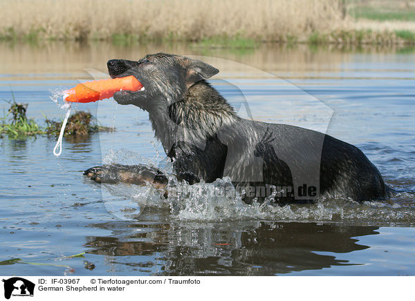 Deutscher Schferhund im Wasser / German Shepherd in water / IF-03967