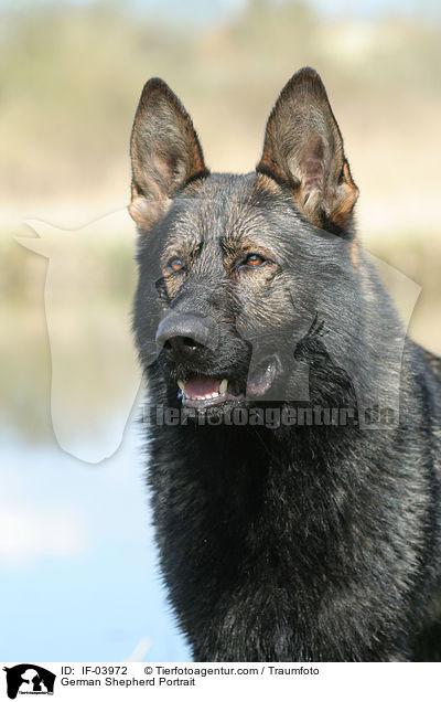 Deutscher Schferhund Portrait / German Shepherd Portrait / IF-03972