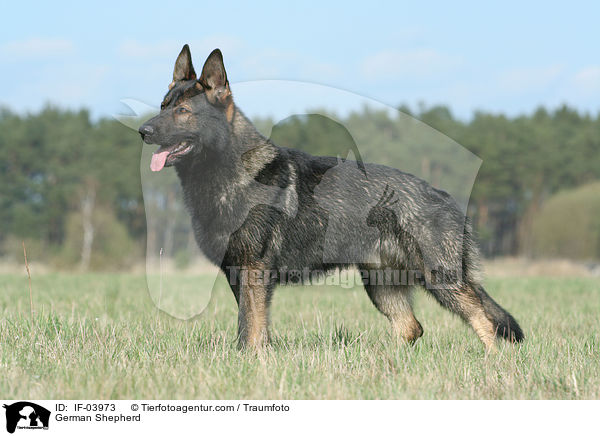 Deutscher Schferhund / German Shepherd / IF-03973
