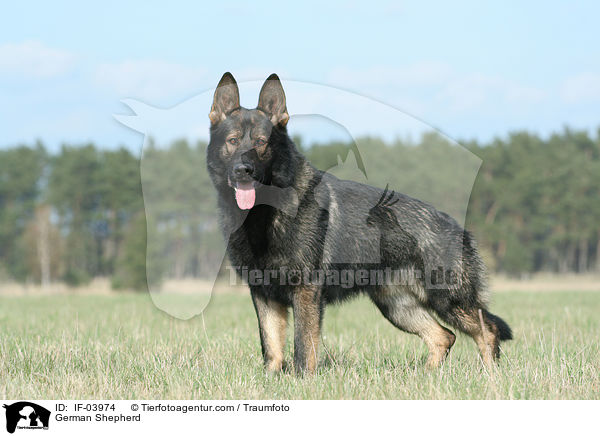 Deutscher Schferhund / German Shepherd / IF-03974