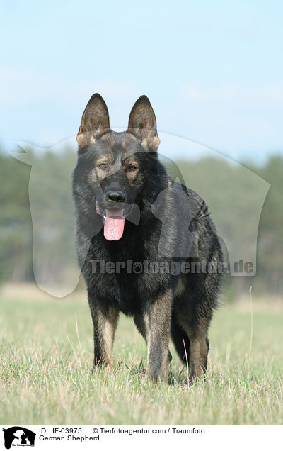Deutscher Schferhund / German Shepherd / IF-03975