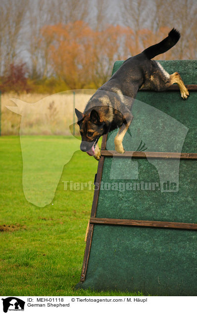 German Shepherd / MEH-01118