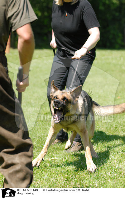 Schutzhundesport / dog training / MR-03149