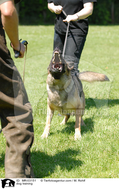 dog training / MR-03151