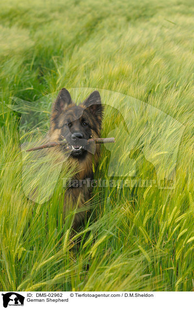 Deutscher Schferhund / German Shepherd / DMS-02962