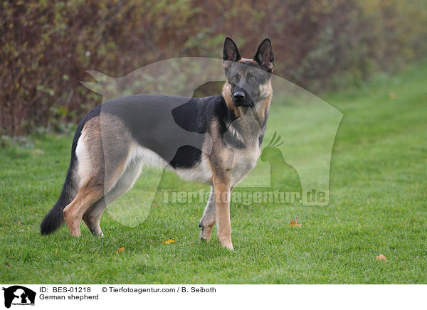 Deutscher Schferhund / German shepherd / BES-01218