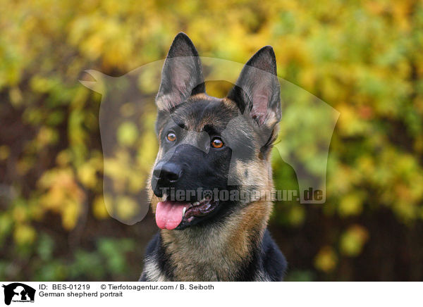 Deutscher Schferhund Portrait / German shepherd portrait / BES-01219
