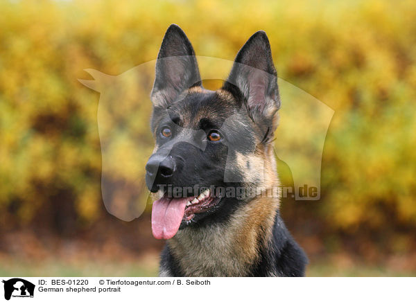 Deutscher Schferhund Portrait / German shepherd portrait / BES-01220