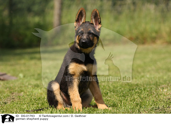Deutscher Schferhund Welpe / german shepherd puppy / DG-01763