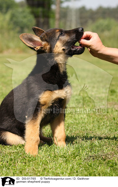 Deutscher Schferhund Welpe / german shepherd puppy / DG-01765