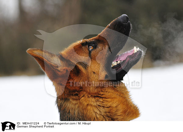 Deutscher Schferhund Portrait / German Shepherd Portrait / MEH-01224