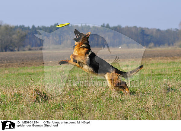 playing Deutscher Schferhund / spielender German Shepherd / MEH-01254
