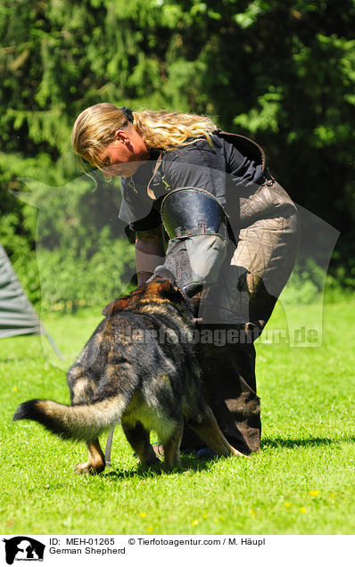 Deutscher Schferhund beim Schutzhundsport / German Shepherd / MEH-01265