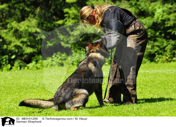 Deutscher Schferhund beim Schutzhundsport / German Shepherd / MEH-01266