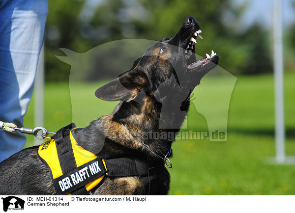 Deutscher Schferhund beim Schutzhundsport / German Shepherd / MEH-01314