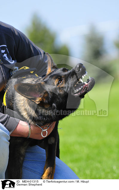 Deutscher Schferhund beim Schutzhundsport / German Shepherd / MEH-01315