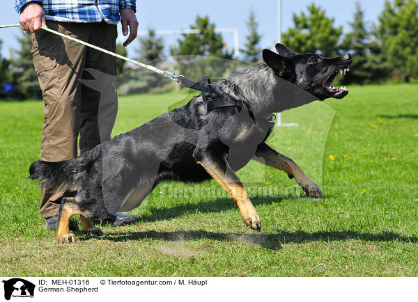 Deutscher Schferhund beim Schutzhundsport / German Shepherd / MEH-01316