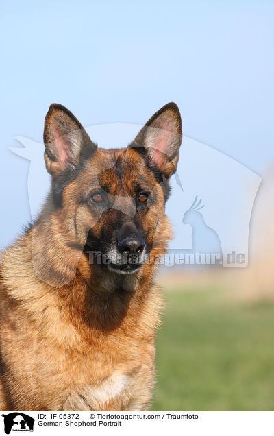 Deutscher Schferhund Portrait / German Shepherd Portrait / IF-05372