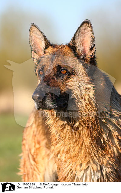 Deutscher Schferhund Portrait / German Shepherd Portrait / IF-05399
