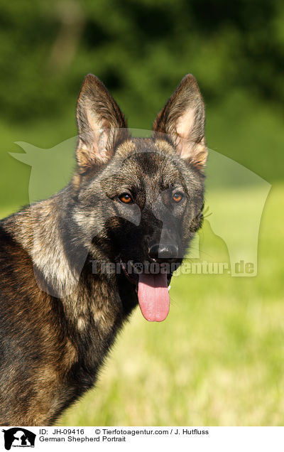 Deutscher Schferhund Portrait / German Shepherd Portrait / JH-09416