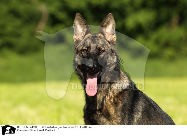 Deutscher Schferhund Portrait / German Shepherd Portrait / JH-09420