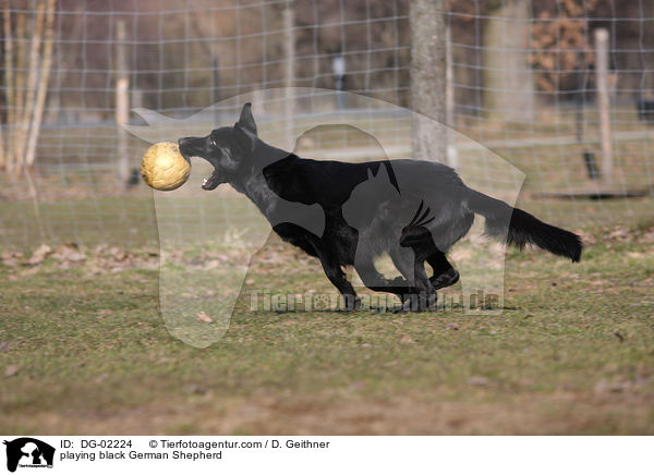 spielender schwarzer Deutscher Schferhund / playing black German Shepherd / DG-02224