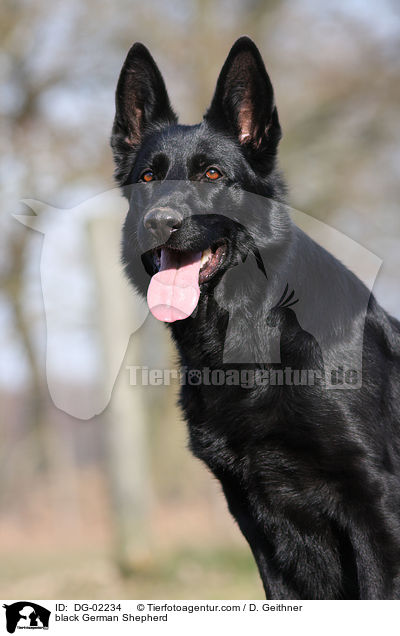 schwarzer Deutscher Schferhund / black German Shepherd / DG-02234
