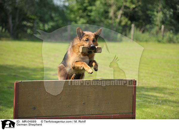 Deutscher Schferhund / German Shepherd / MR-04889