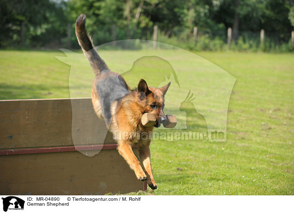 Deutscher Schferhund / German Shepherd / MR-04890