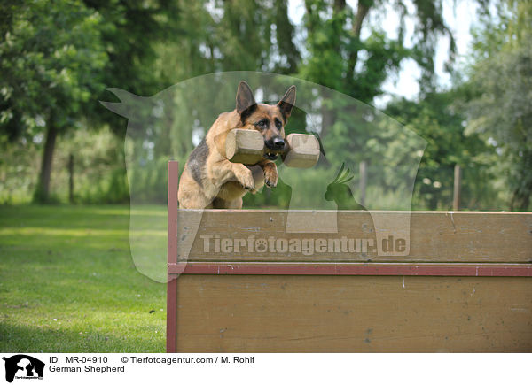 Deutscher Schferhund / German Shepherd / MR-04910