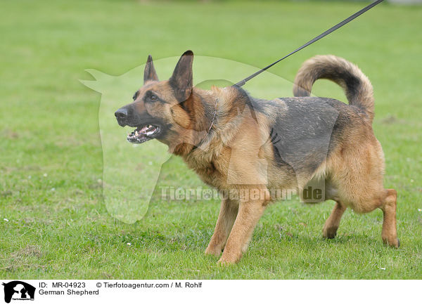 Deutscher Schferhund / German Shepherd / MR-04923