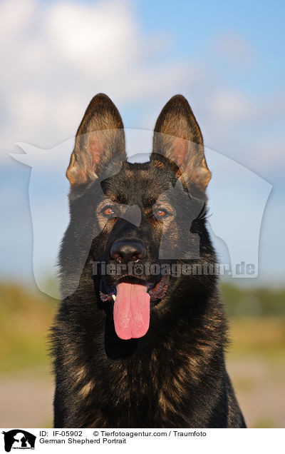 Deutscher Sch�ferhund Portrait / German Shepherd Portrait / IF-05902